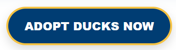 Adopt Ducks Now